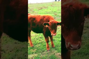 Camino 2023 French Way day  16 - 2    #camino #frenchway  #santiagodecompostela