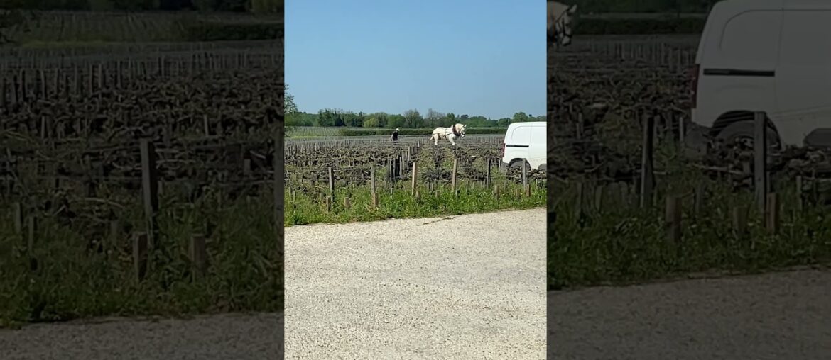 Horse Drawn Plough at Chateau Pontet Canet #horse #vineyards #plough