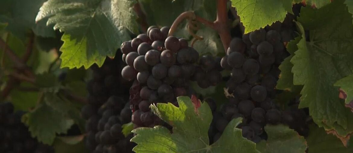 Climate change threatens grapes of Burgundy wine region