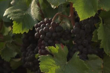 Climate change threatens grapes of Burgundy wine region
