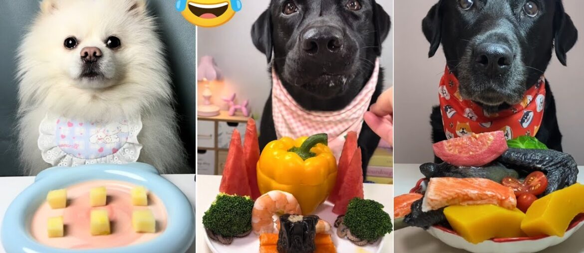 Ultimate Dog Food Challenge | Dog Eating Food | Dog Eating Food Challenge Ultimate Dog Food Challenge | Dog Eating Food | Dog Eating Food Challenge