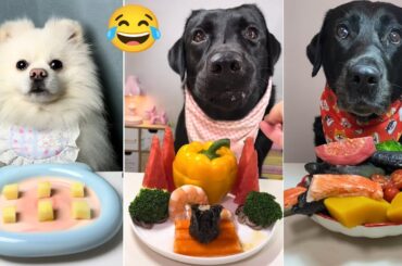 Ultimate Dog Food Challenge | Dog Eating Food | Dog Eating Food Challenge