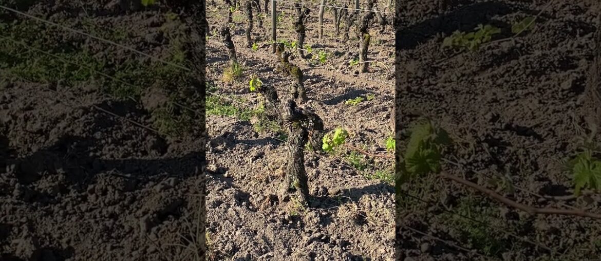 Old Vines at Vieux Chateau Certan