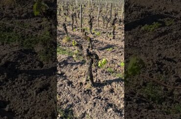 Old Vines at Vieux Chateau Certan