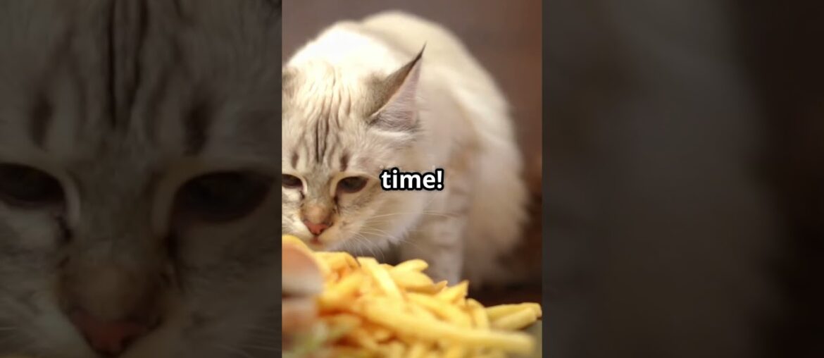Whiskers the best French fries cat.       #viralshorts #cat #frenchfries #cooking