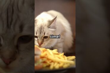 Whiskers the best French fries cat.       #viralshorts #cat #frenchfries #cooking