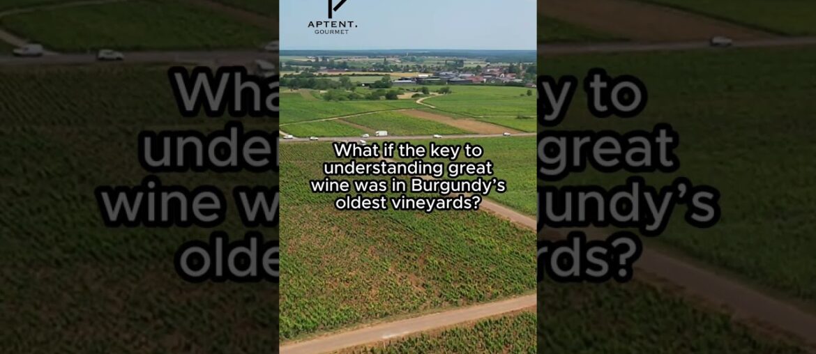 Discover your next Burgundy bottle today!