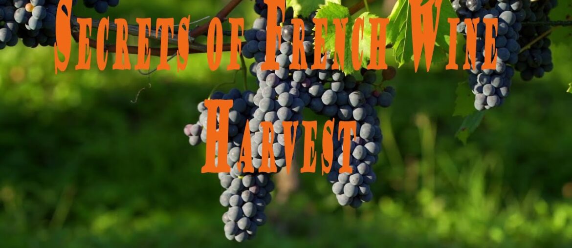 Discover the French grape harvest | The journey to creating premium wine – travel vlog Discover the French grape harvest | The journey to creating premium wine - travel vlog