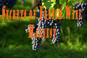 Discover the French grape harvest | The journey to creating premium wine - travel vlog