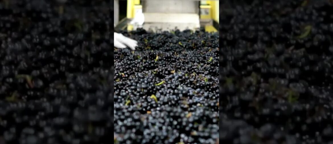 Pinot Noir Grapes | History, Facts, and Cultivation Insights Pinot Noir Grapes | History, Facts, and Cultivation Insights