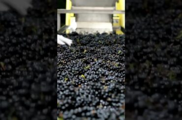 Pinot Noir Grapes | History, Facts, and Cultivation Insights