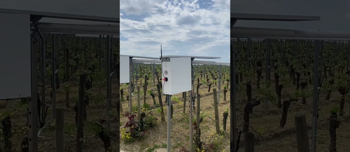 Anti Hail and Mildew Covers #rightbank #merlot #vineyard Anti Hail and Mildew Covers #rightbank #merlot #vineyard