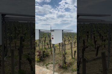 Anti Hail and Mildew Covers #rightbank #merlot #vineyard