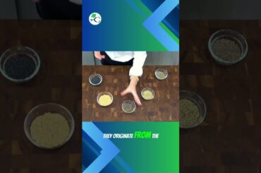 Not Just Soup Food: Meet the Gourmet Side of Lentils