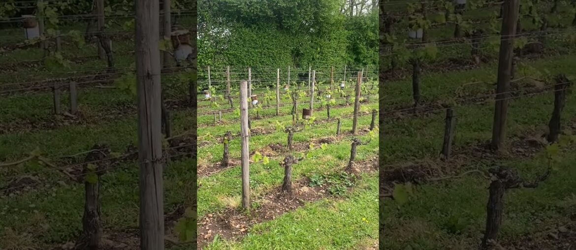 Vines at Chateau Lafleur in Pomerol #cabernetfranc #bouchet #guinaudeau #vineyard