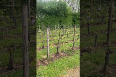 Vines at Chateau Lafleur in Pomerol #cabernetfranc #bouchet #guinaudeau #vineyard