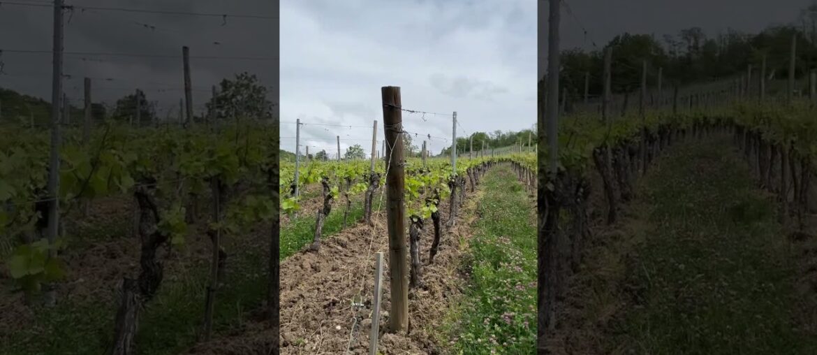 Vineyards in Riquewihr, Alsace. #france #alsace #wine #vineyards