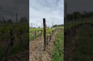Vineyards in Riquewihr, Alsace. #france #alsace #wine #vineyards