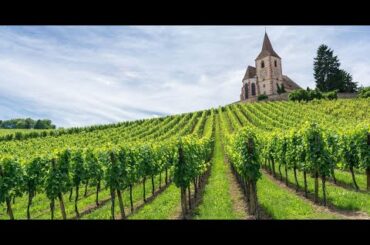 Discover Alsace: Hidden Gems, Affordable Wines & Unforgettable Experiences in France