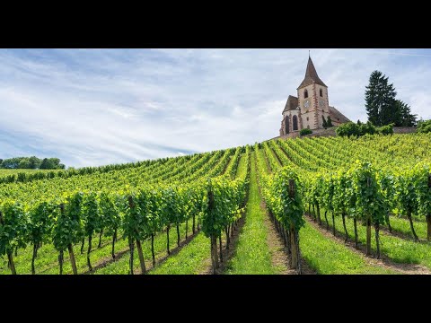 Discover Alsace: Hidden Gems, Affordable Wines & Unforgettable Experiences in France Discover Alsace: Hidden Gems, Affordable Wines & Unforgettable Experiences in France