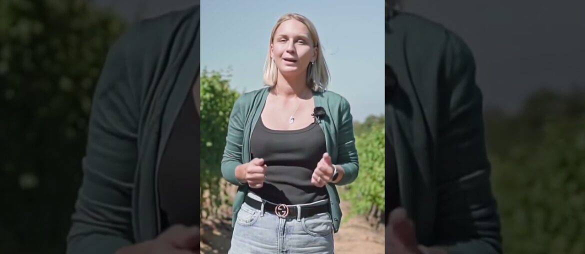 Italian Wine Journey Sardinia region. #shorts #wine #vino #wineacademy #sommelier Italian Wine Journey Sardinia region. #shorts #wine #vino #wineacademy #sommelier