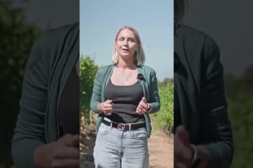 Italian Wine Journey Sardinia region. #shorts #wine  #vino #wineacademy #sommelier