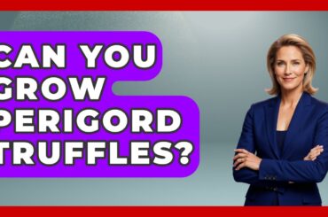 Can You Grow Perigord Truffles? - France Fact File