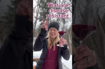 Wine 101: What are French-American hybrids? #wine #winenot #winetravel