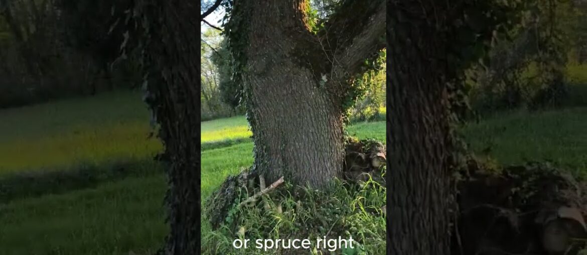 Updating and moving into a 1778 built winery home  SW France  first morning with coffee