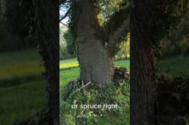 Updating and moving into a 1778 built winery home  SW France  first morning with coffee