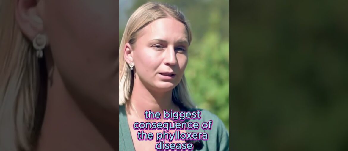 French Wine Voyage Part 3. #shorts #wine  #vino #wineacademy #sommelier