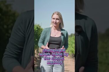 French Wine Voyage Part 5. Region Champagne. #shorts #wine  #vino #wineacademy #sommelier