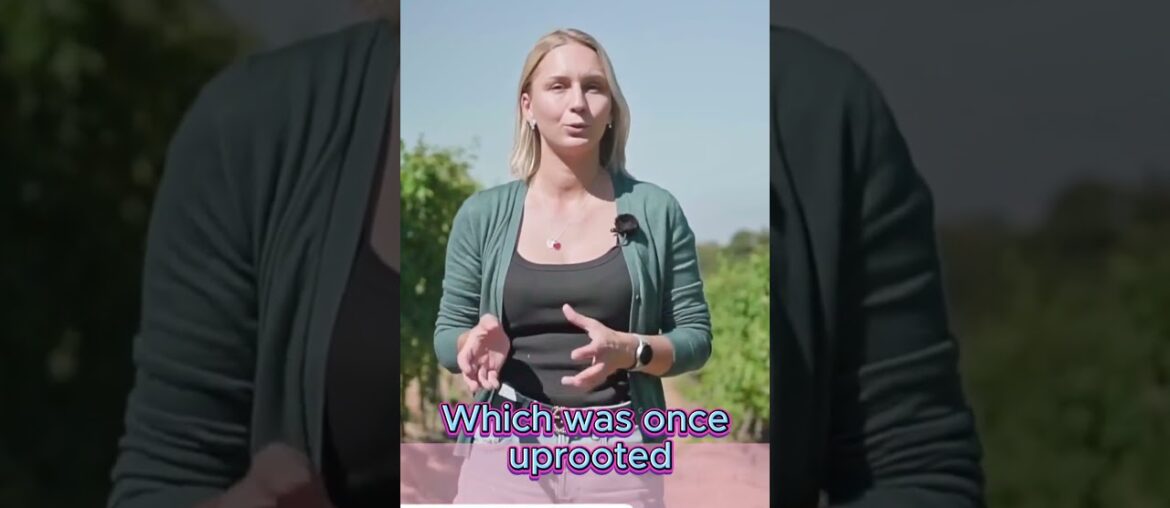 French Wine Voyage. Region Beaujolais #shorts #wine  #vino #wineacademy #sommelier