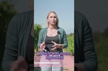 French Wine Voyage. Region Beaujolais #shorts #wine  #vino #wineacademy #sommelier