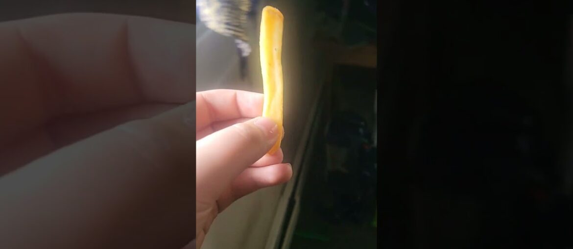 the holy french fry part 2