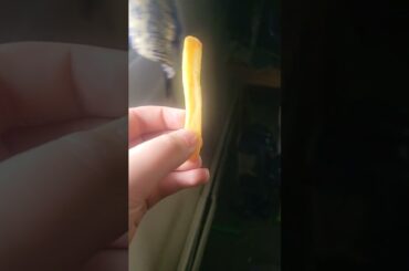 the holy french fry part 2
