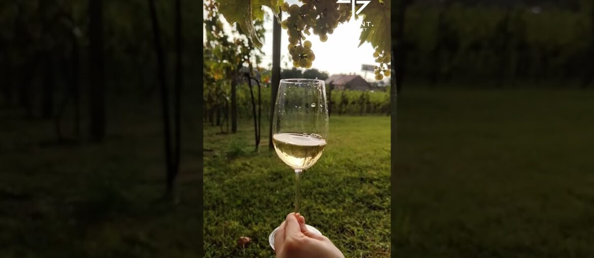 Our white wines are selected from passionate French winemakers