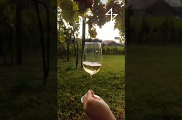 Our white wines are selected from passionate French winemakers