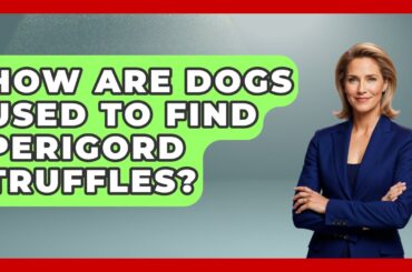 How Are Dogs Used To Find Perigord Truffles? - France Fact File