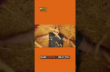 How to eat FRENCH FRIES