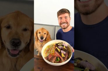 Feeding A Dog $1 vs $10,000 Steak