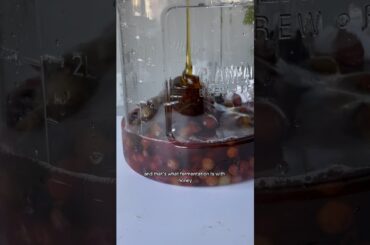 HOMEMADE WINE FROM GRAPES AND HONEY