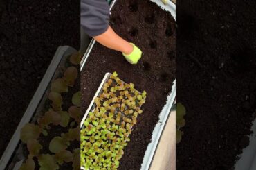 Grow lettuce bunches each time