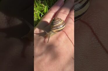 The snail's journey: from French farm to your dinner table l mystery68 tv