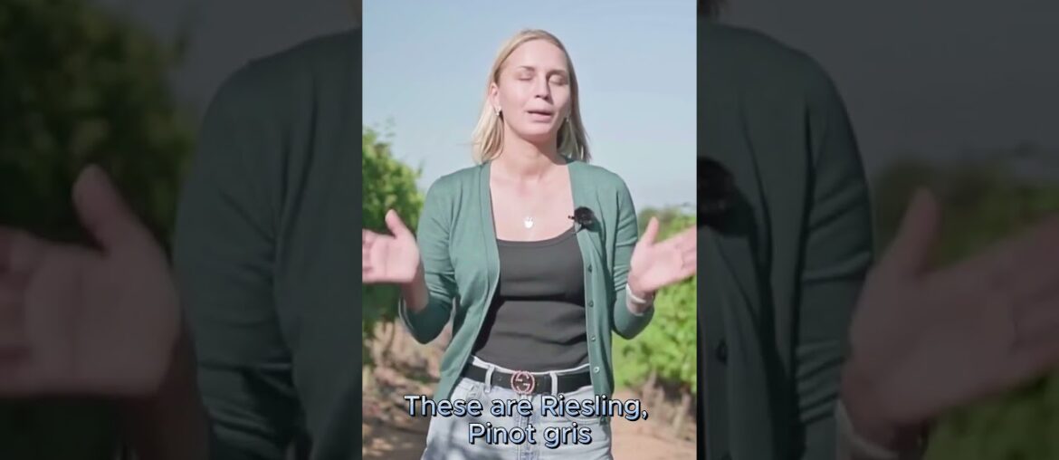 French Wine Voyage. Region Alsace. #shorts #wine #vino #wineacademy #sommelier French Wine Voyage. Region Alsace. #shorts #wine #vino #wineacademy #sommelier