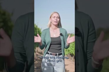 French Wine Voyage. Region Alsace. #shorts #wine  #vino #wineacademy #sommelier