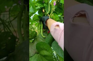 Picking French Beans#agriculture#rural life# #farming #satisfying#planting #garden #naturallife