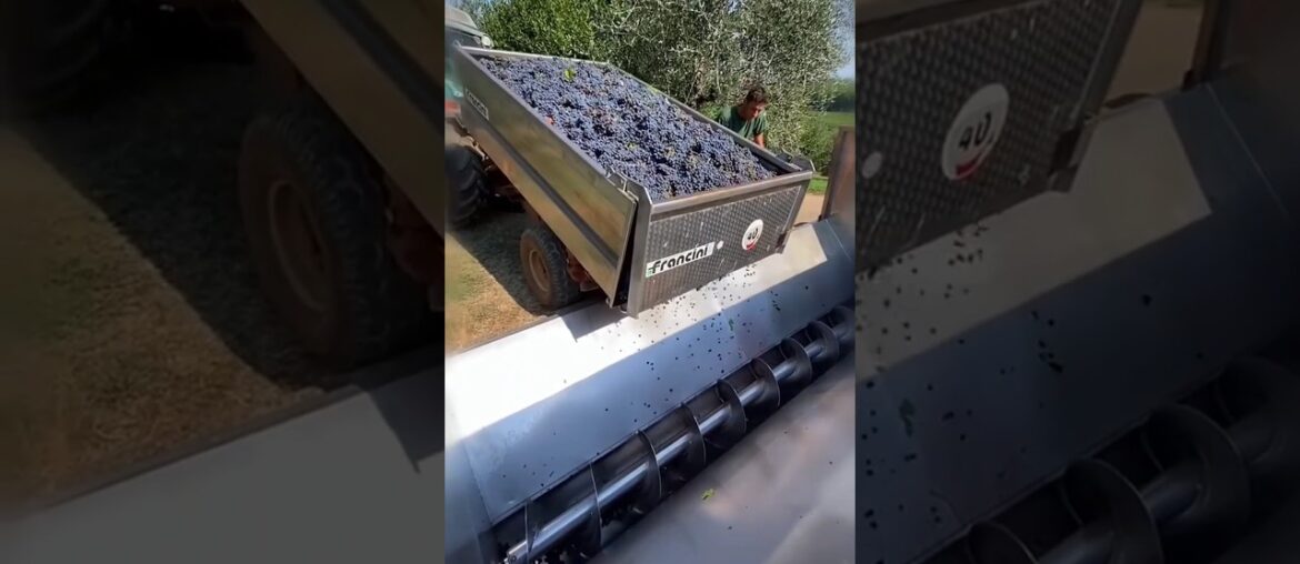 This is how wine is prepared from grapes in France. || #shortsvideo #shortsfeed