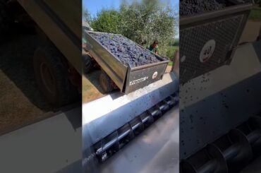 This is how wine is prepared from grapes in France. || #shortsvideo #shortsfeed