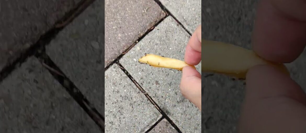 Stop ants from eating French fries